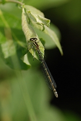 David Plant Photography - Wildlife Photographer - Azure damselfly - C